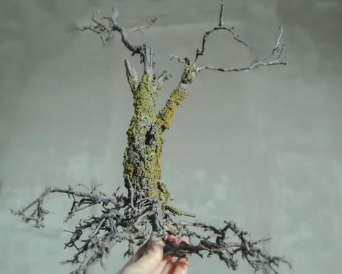 Karolina Rosinska CV 19